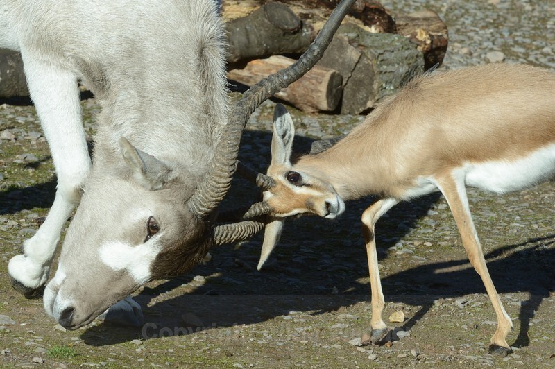 Addax - Wildlife