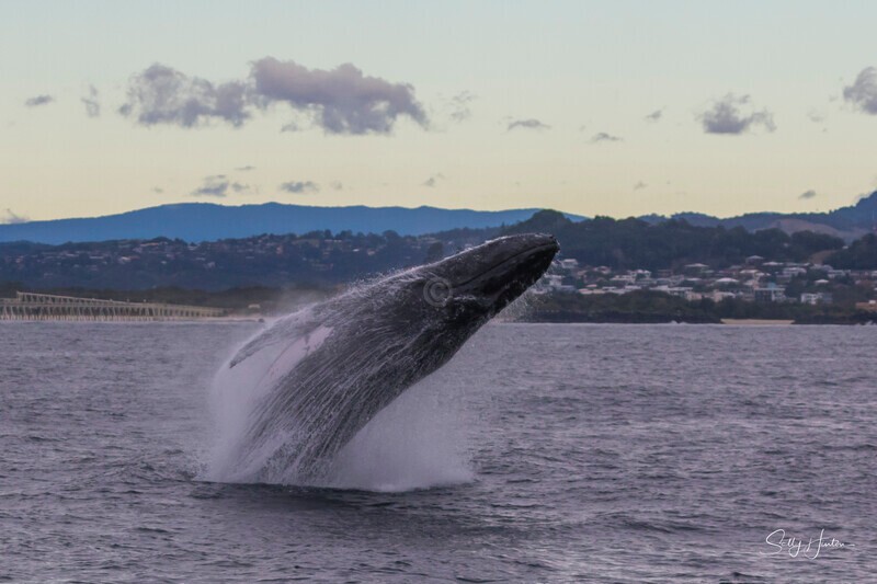 0A3A5291 - 2024 Whale Photos