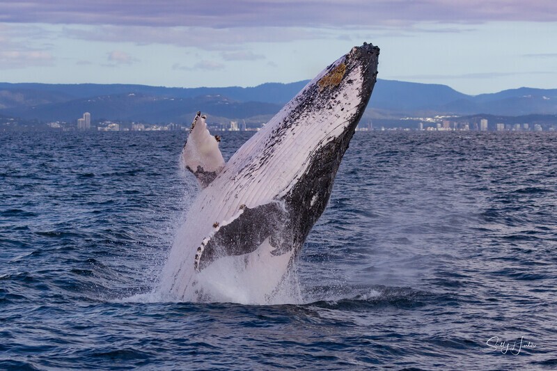 Humpback Ballet 3. 0A3A1037 - 2025 Whales