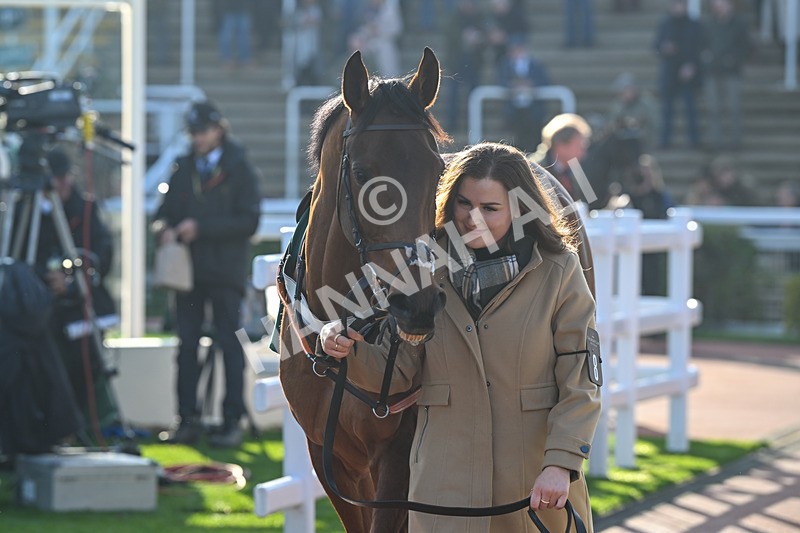 151124-Race 1-Paddock-Getalead-7042 - Race 1