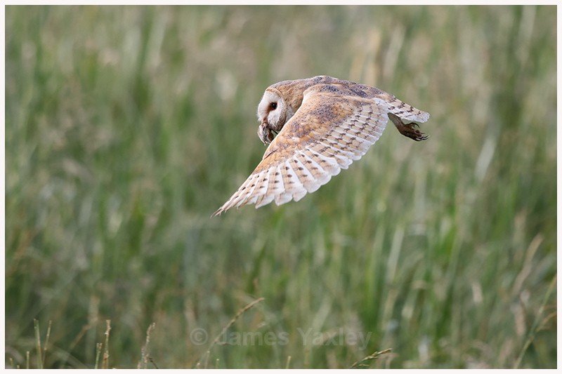 Barn Owl with Field Vole - Latest Work
