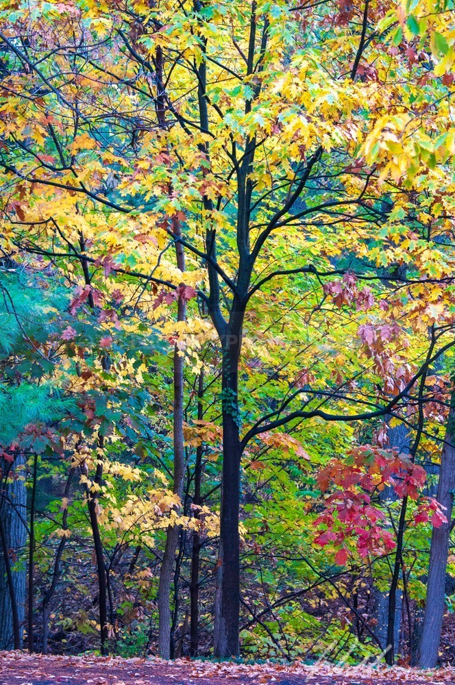 _WDB3107 - Autumn
