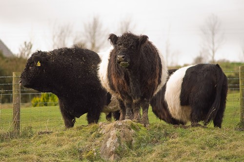 3 - Belted Galloway Cattle