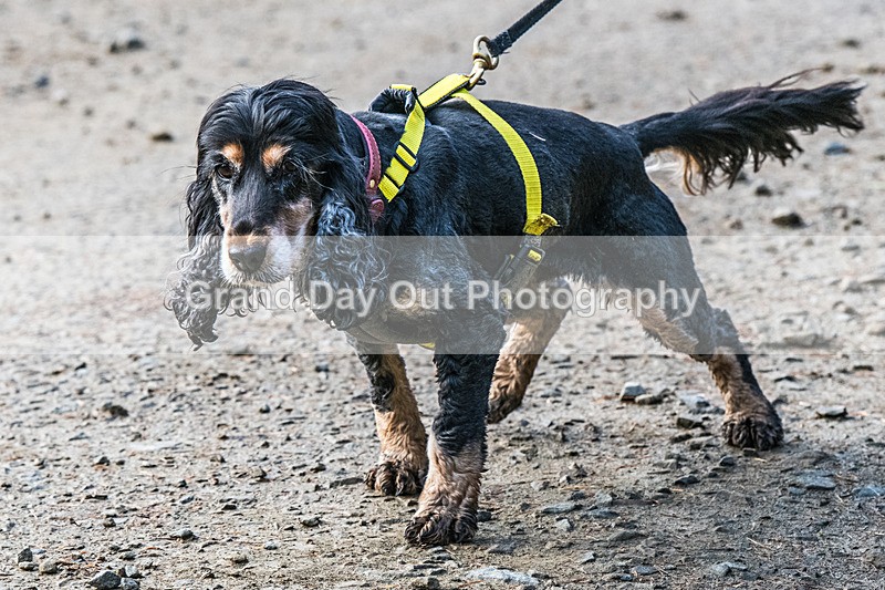 Glentress-581 - High Terrain Events Glentress 21 & 10K Trail Races Saturday 15th November 2025