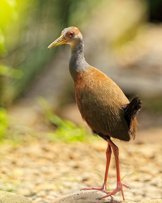 Grey-necked Wood-Rail, Costa Rica - Grey-necked Wood-Rail
