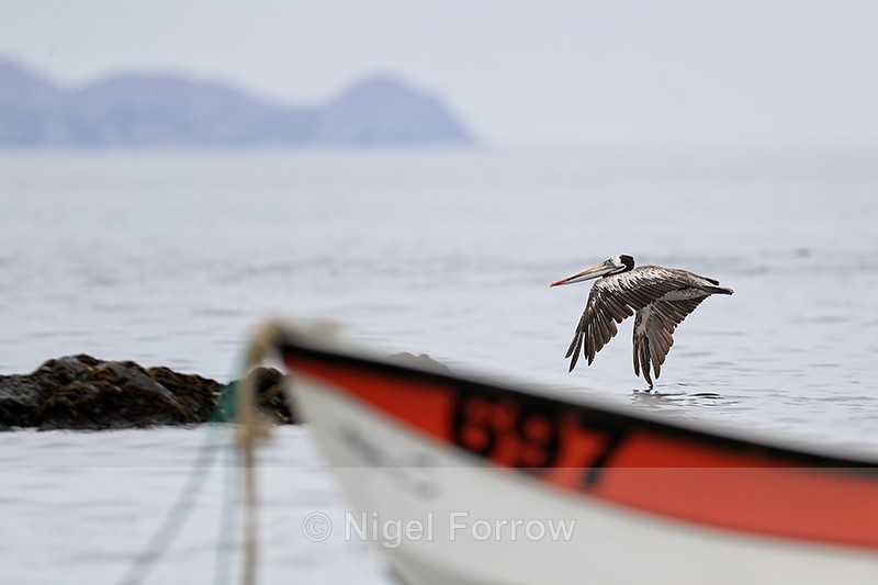 Peruvian Pelican passes fishing boat, Chile - Peruvian Pelican