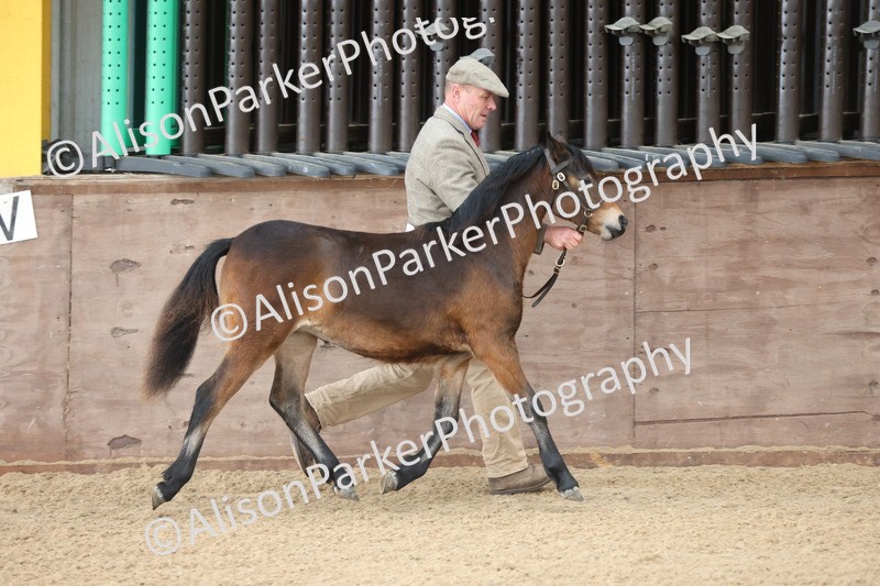 20251109-0473 - Class 17 - Foals