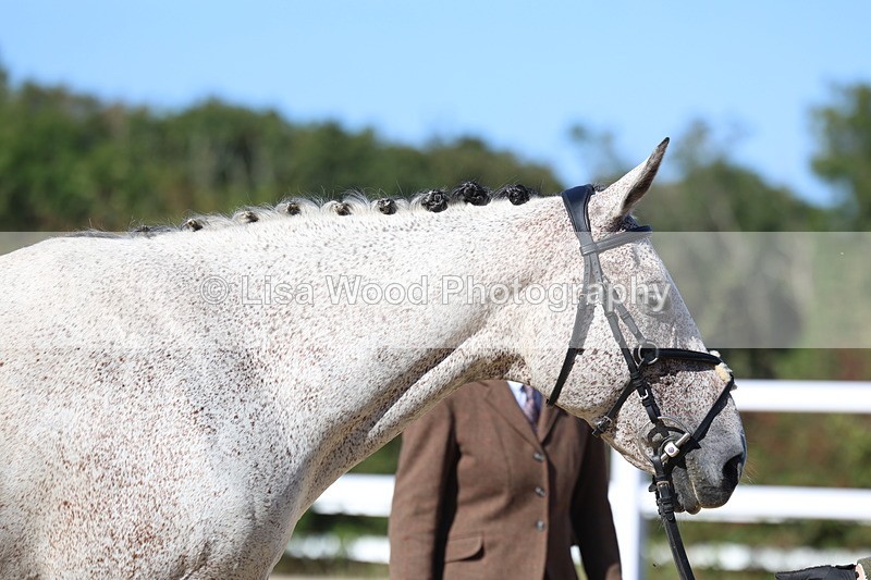 3E7A5552 - Class 9: Open Ridden Hunter