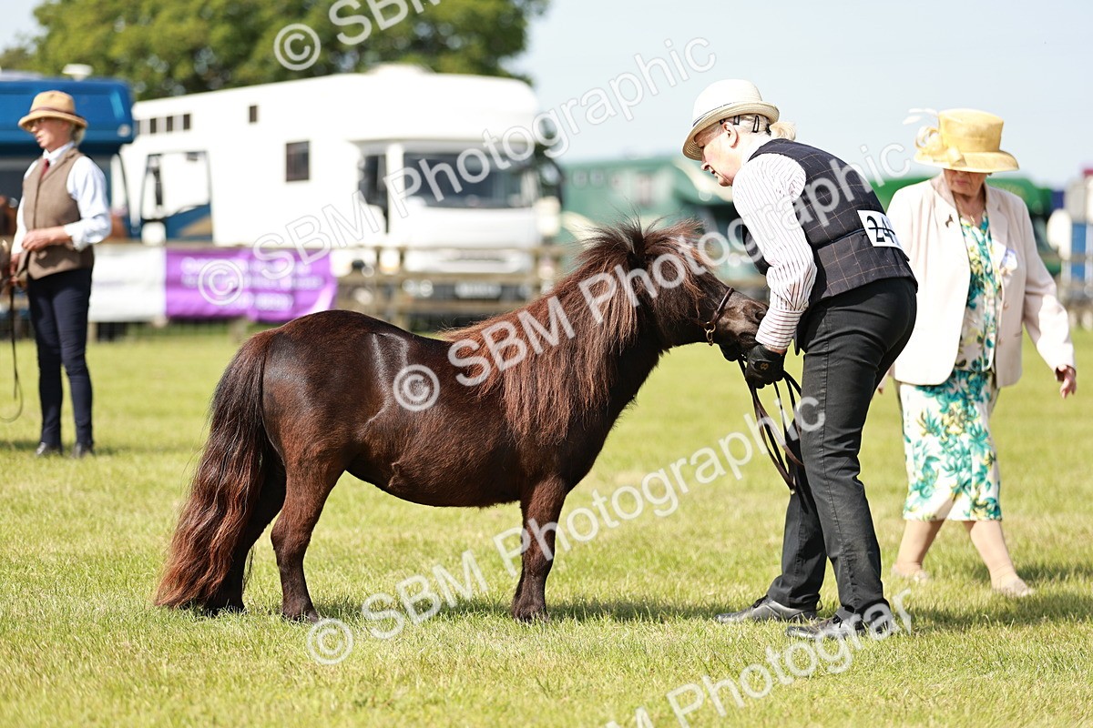 SBM_01903 - Class 14-23 - Mountain & Moorland In Hand Non Welsh