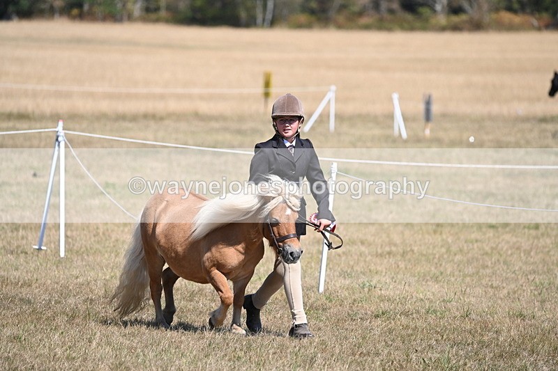 WJ6_8722 - Class 37b Best Loan Pony In-hand