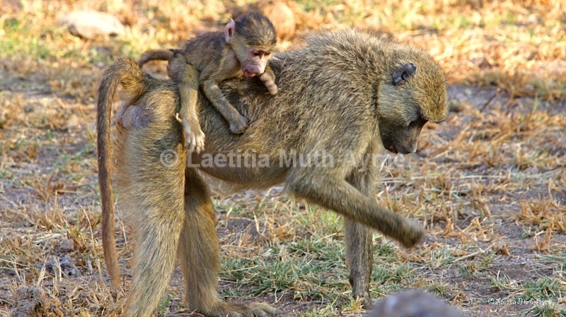 _M7B0053 Amboseli - Various Artists