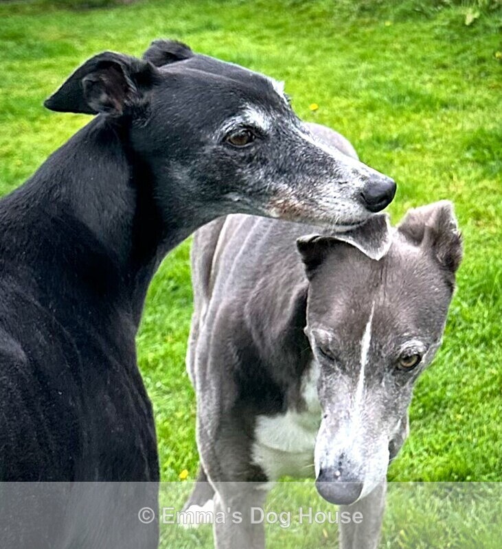  - Dogs