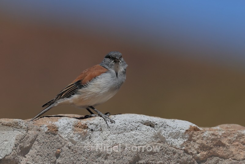 Red-backed Sierra-Finch, side view, El Tatio, Chile - Red-backed Sierra-Finch
