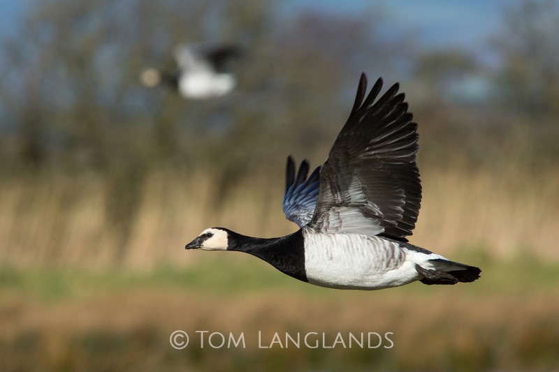 Barnacle Goose - Swans and Geese
