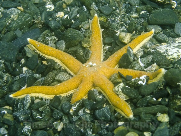 7 Leg Starfish - Cornish Marine Life