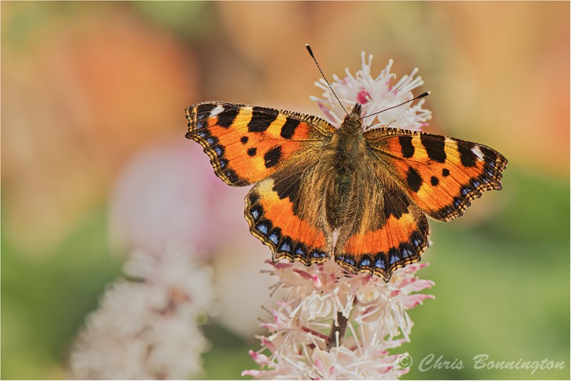 Small Tortoiseshell Butterfly - Others