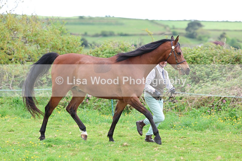 3E7A0769 - In Hand Championship