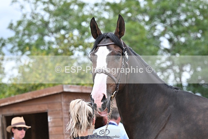 250716-133651-00595 - Trot Up 1.30 to 2.30