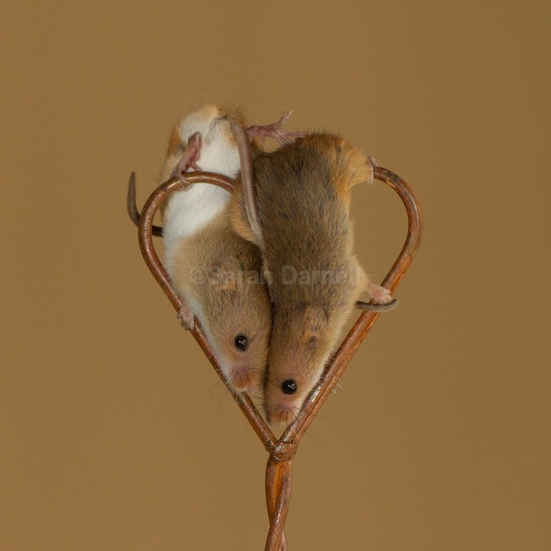 Heart SD2522 - Greeting Cards