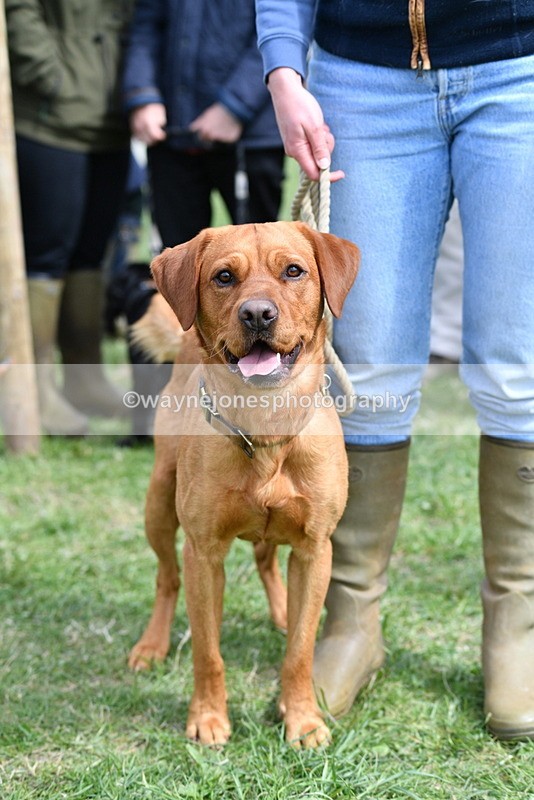 WJ5_9737 - Class 3 Most Handsome Dog