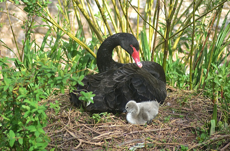 Black Swan Cygnet Spring 2026 4 - Dawlish and Black Swans