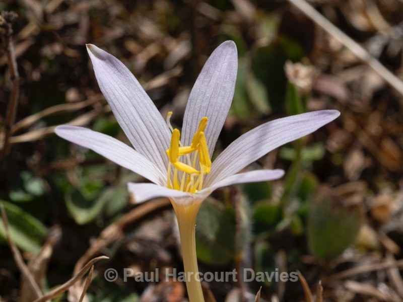 Alpine colchicum (Colchicum alpinum) - Wild Flowers 2020
