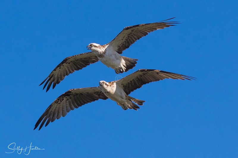 Osprey pair in flight 2