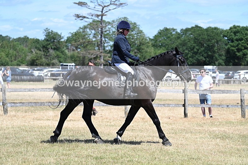 WJ7_2874 - Class 7 Riding Club Show Horse