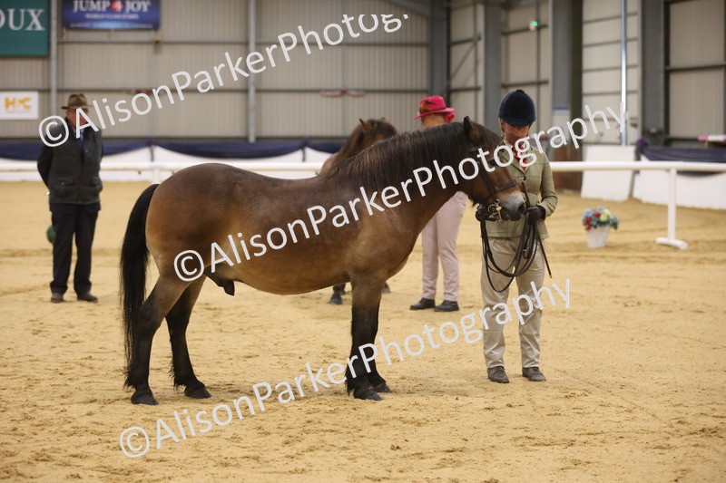 20260913-1033 - Class 109 - Bred On Exmoor In Hand
