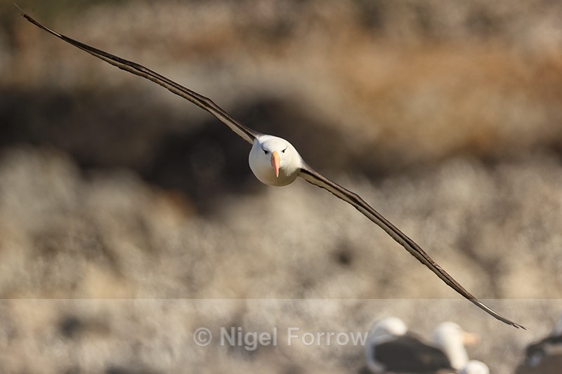 Black-browed Albatross head-on in flight, Steeple Jason - Black-browed Albatross
