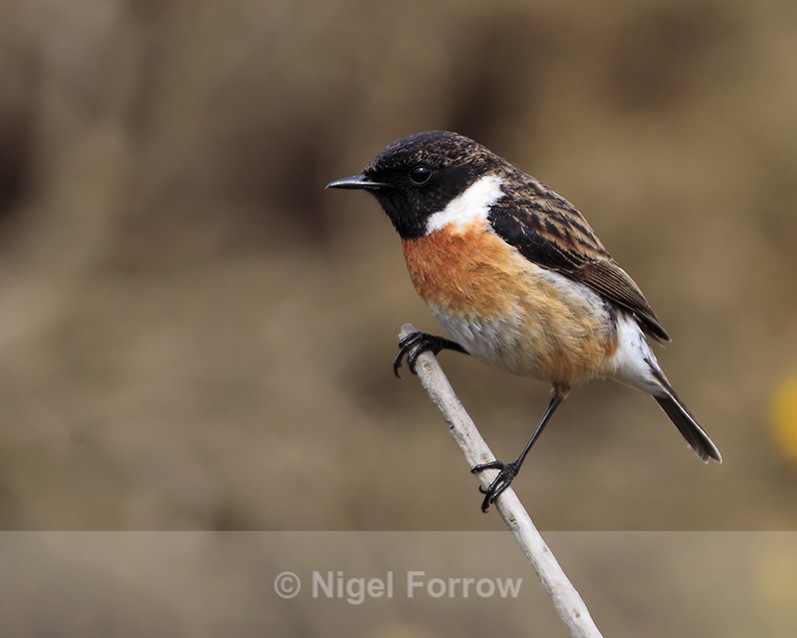 Stonechat (male) perched on a branch at Hengistbury Head - Stonechat
