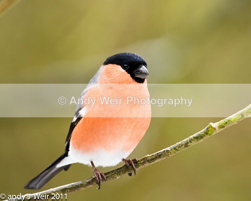 Bullfinch-3866 - Bullfinch