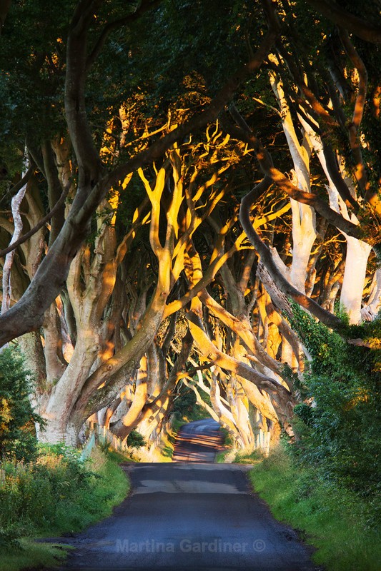 Dark Hedges (Summer) - Ireland by Day