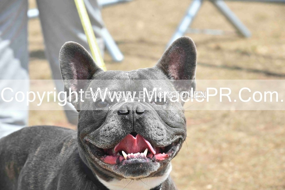 SH4_0064 - Dog show.