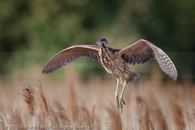 Bittern (Botaurus stellaris) - Bittern (Botaurus stellaris)