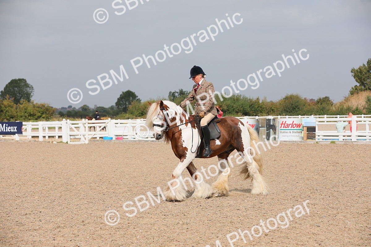 SBM_12770 - Class 307 Ridden Coloured Pony