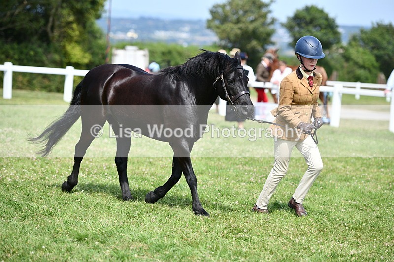 DSC_8398 - Class 68: Part Bred In Hand M & M