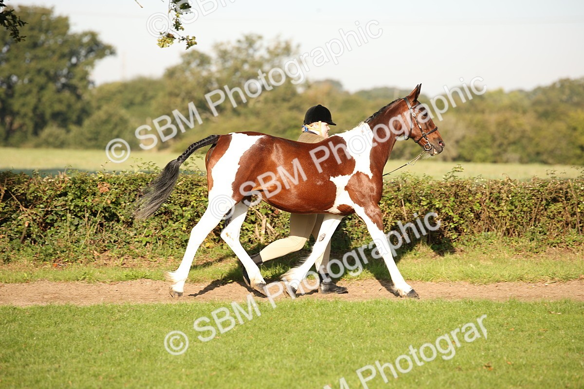 SBM_58698 - S51 - Piebald & Skewbald Horse In Hand