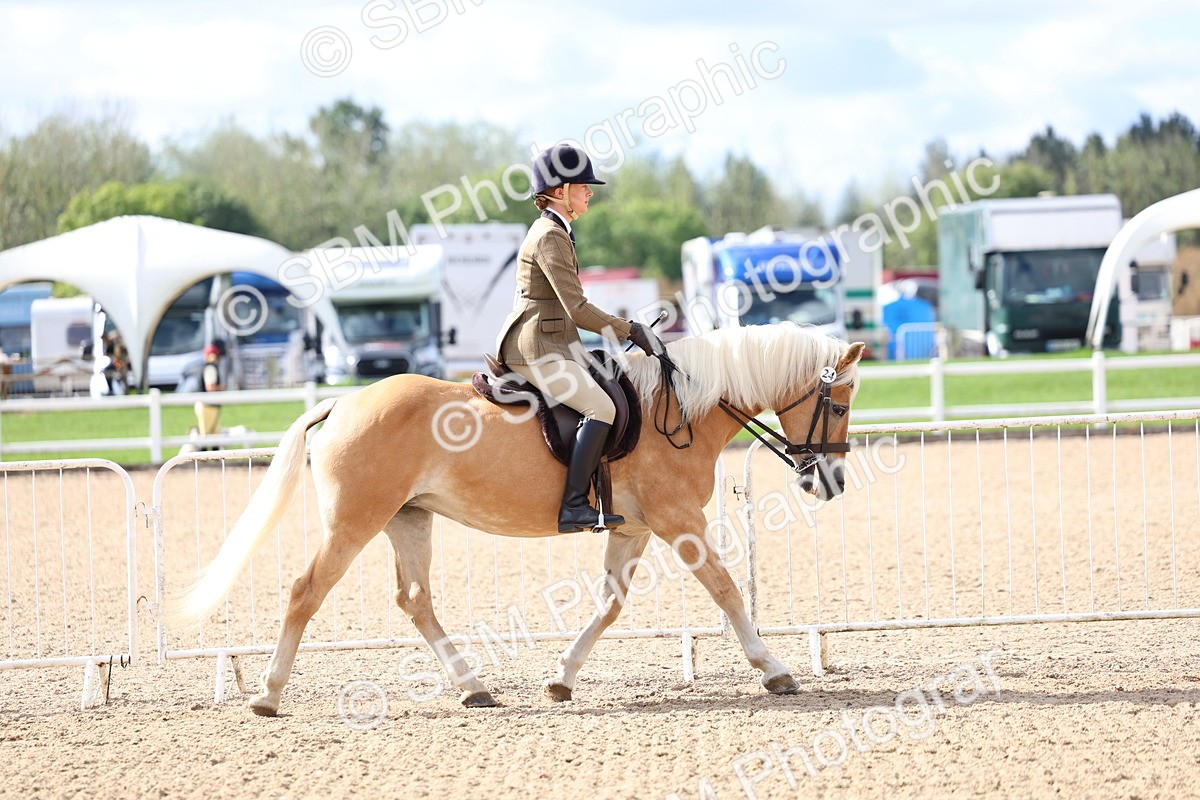 SBM_10751 - Class 305 - Ridden Foreign Breeds - Pure Bred