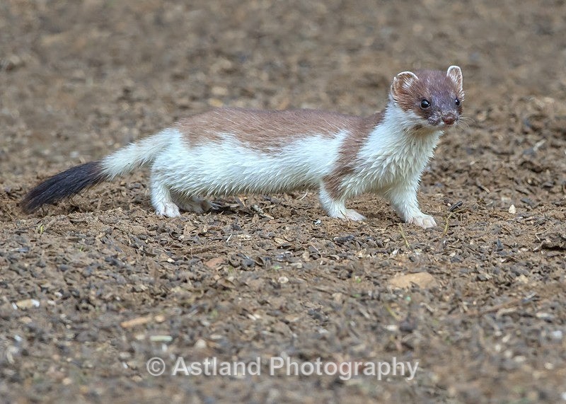 Astland Photography, Bird and Wildlife Images, Susan and Peter Wilson, U.K.