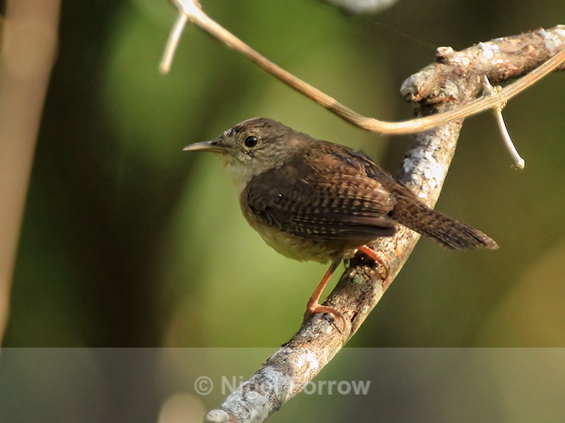Southern House Wren perched, Costa Rica - Southern House Wren