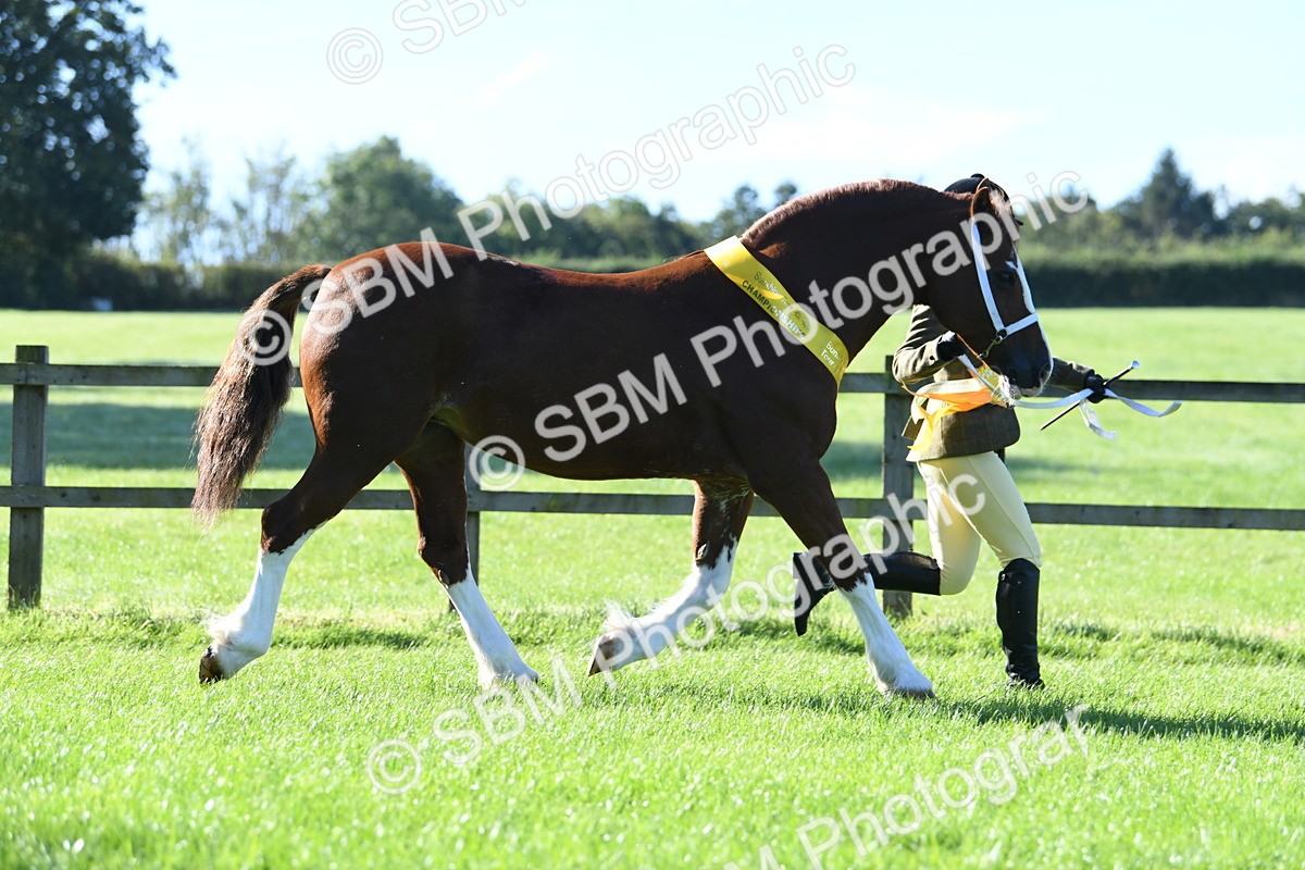 SBM_35556 - Top Turnout Supreme Championship