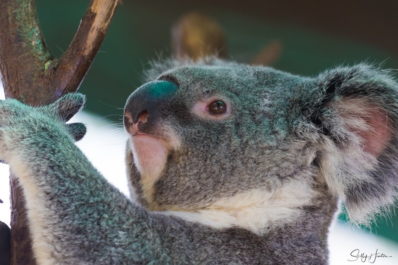 Koala Bear