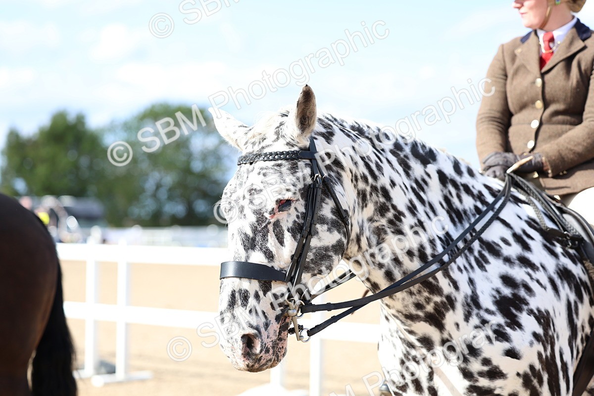 SBM_17214 - Class 315 - Best Horse - Rider Combination