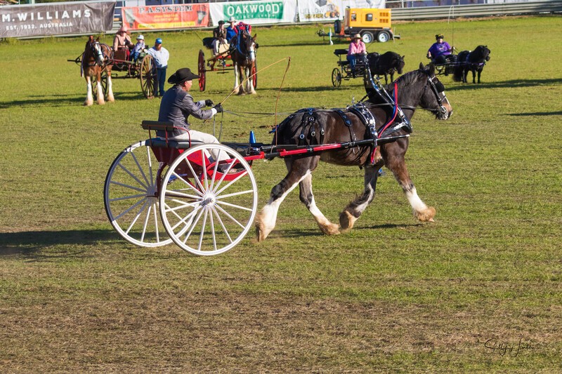 Harness Driving Challenge 9. 0A3A9663 - 2025 Senic Rim Clydesdale Spectacular