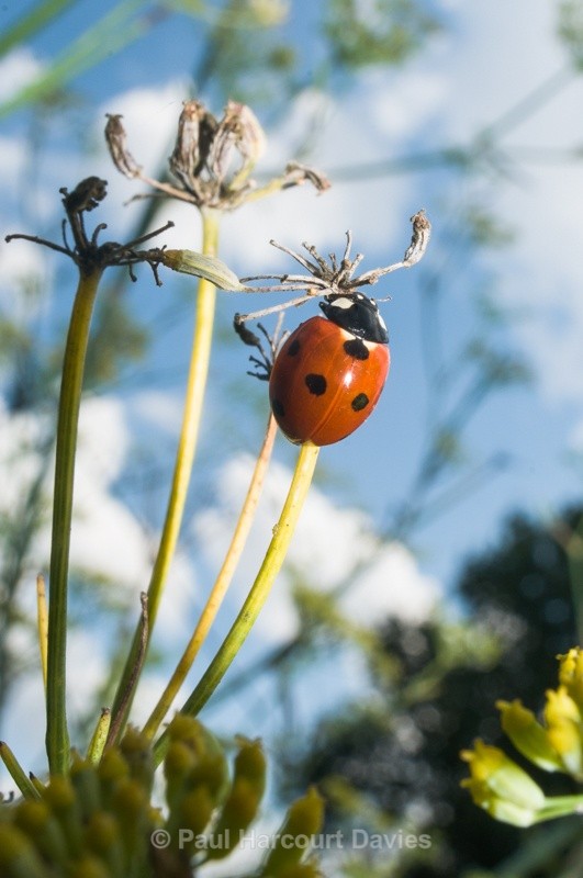  - Bugs: Wide-angle