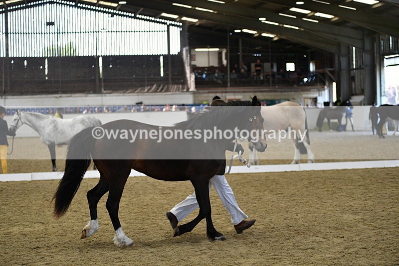 WJ5_4385 - Class 6 In hand M&M - Large Breeds