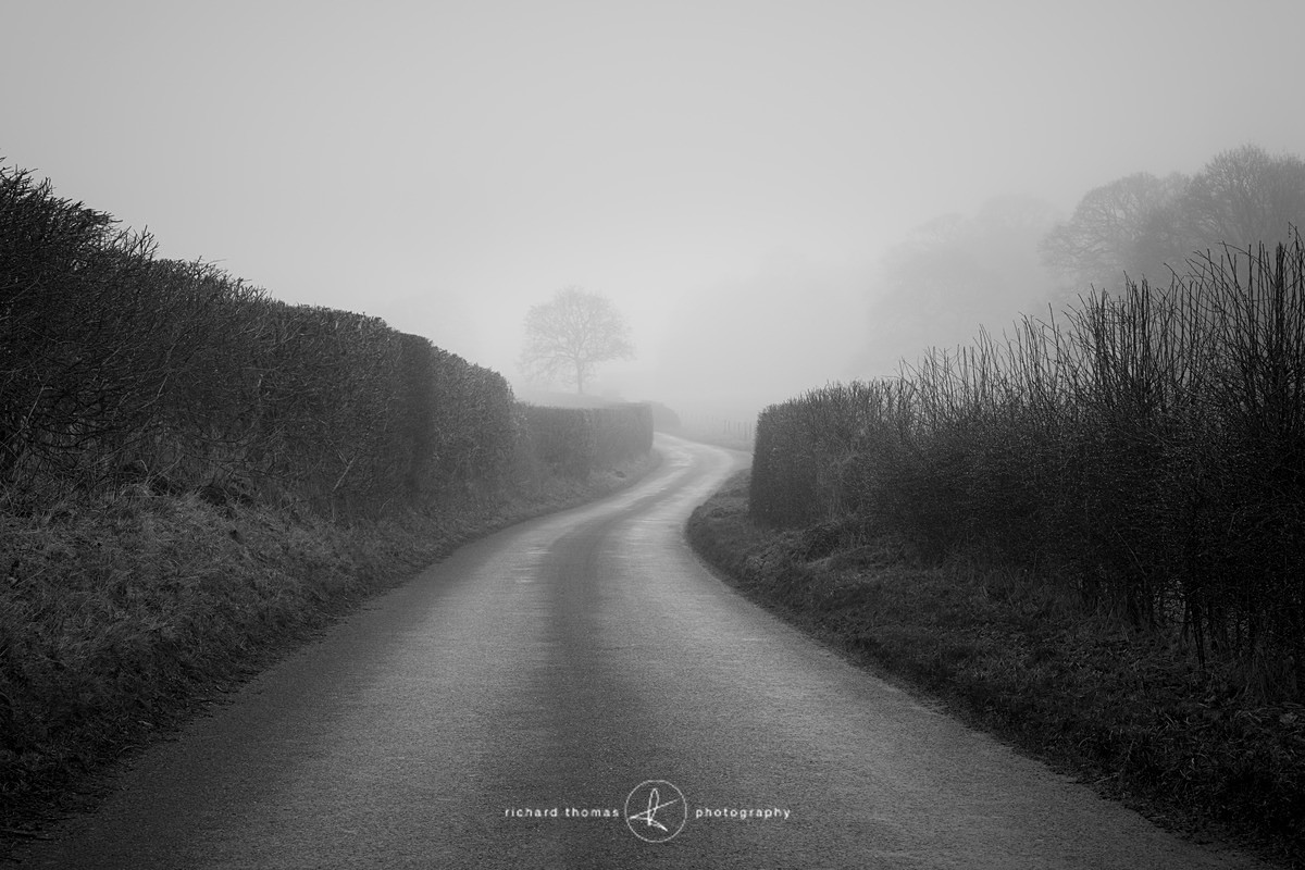 Ox Drove Way - Mono Mist Trees