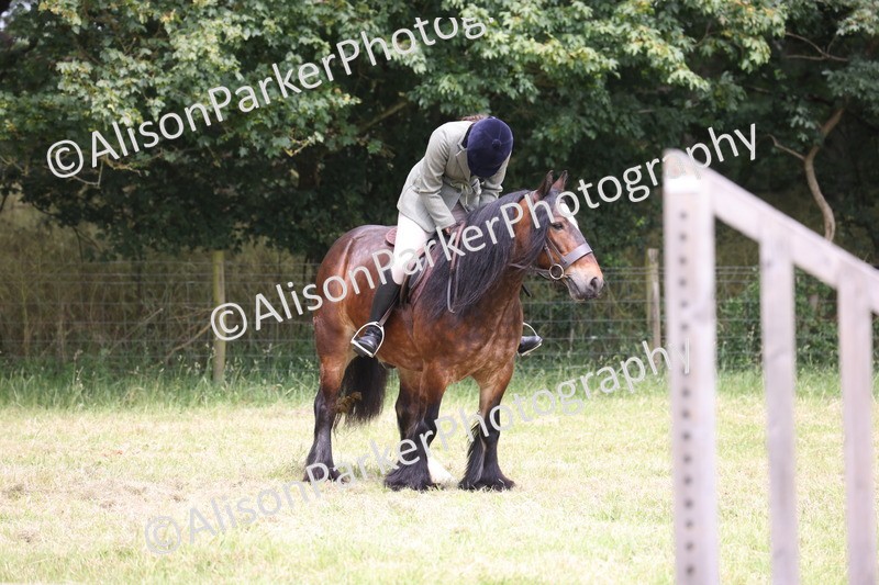 20260614-2916 - Class 22 - Open Working Hunter