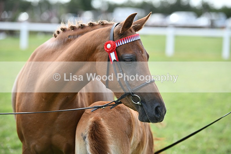 DSC_8554 - Class 69: Pure, Anglo & Part Bred In Hand Arab